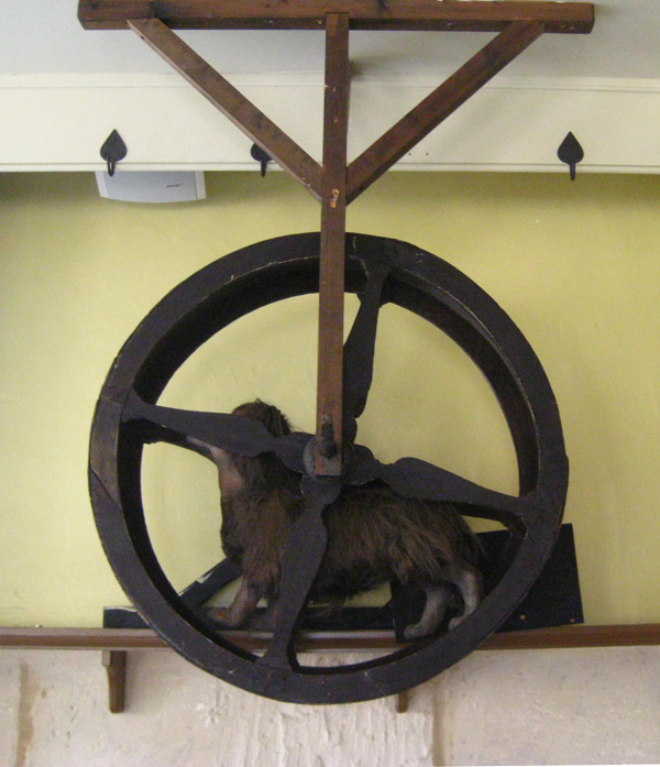 turnspit dog in wheel